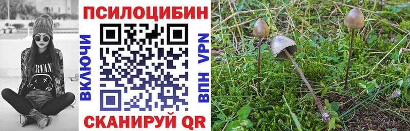 где найти   Котельниково  блэк спрут как зайти  Галлюциногенные грибы GOLDEN TEACHER 